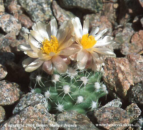 Pediocactus_bradyi_ssp_winkleri_1219_01.jpg