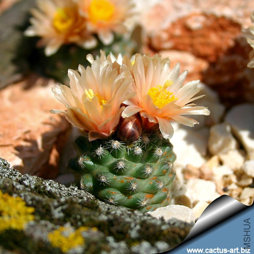 Pediocactus_despainii_uotdoor_blooming_810.jpg