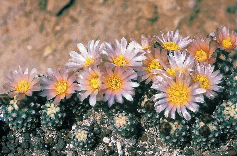Pediocactus_knowltonii_fh_27_5_COL_NM_border_in_cultur_B.jpg