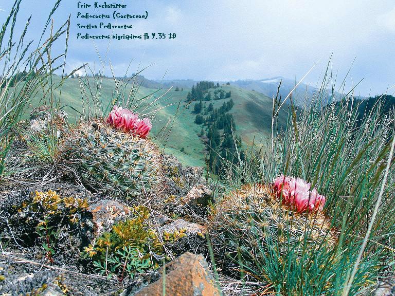 Pediocactus_nigrispinus_fh_9_35_ID_Section_Pediocactus.jpg