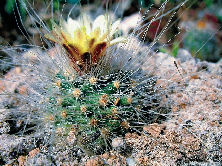Pediocactus_paradinei_fh_052_AZ_in_Kultur_B.jpg