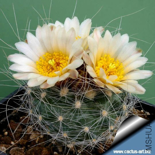 Pediocactus_paradinei_RP80_540.jpg