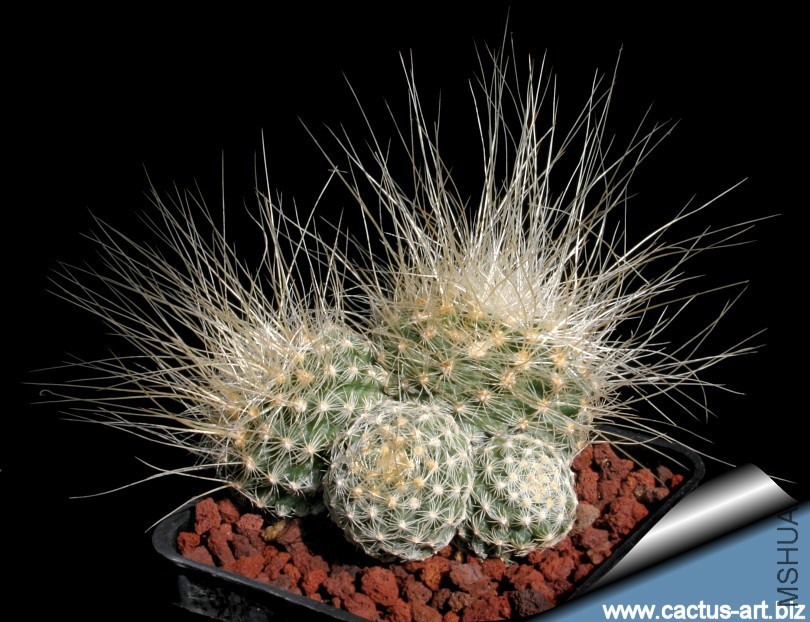 Pediocactus_paradinei_SB502_810.jpg