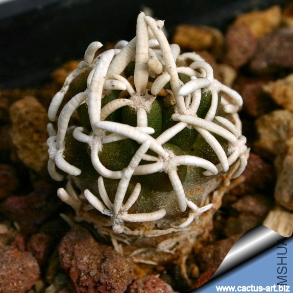 Pediocactus_peeblesianus_forma_menzelii_RP116_810.jpg