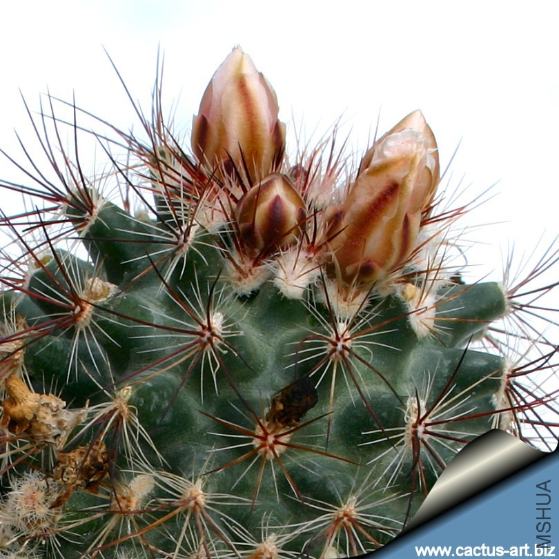 Pediocactus_simpsonii_caespitosa_buds_810.jpg