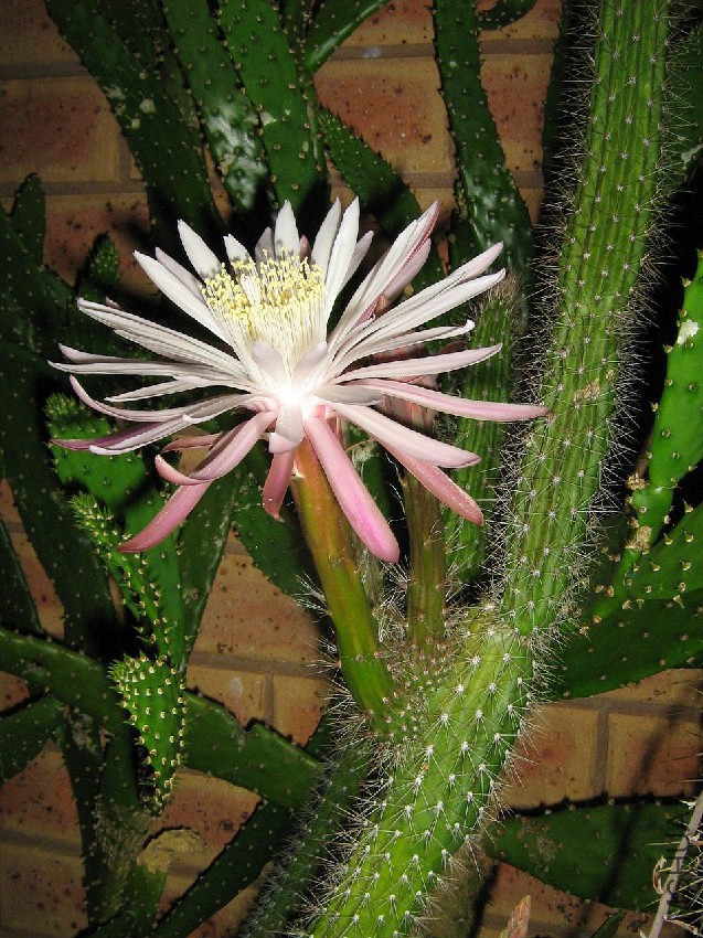 Peniocereus_serpentinus2126111279.jpg