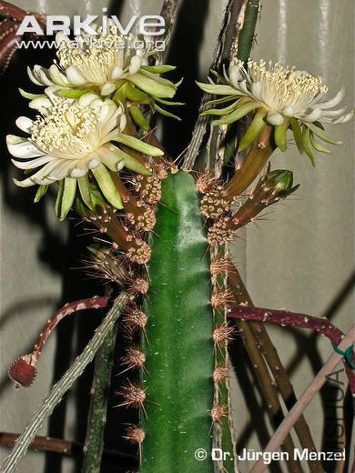 peniocereus-castellae-.jpg