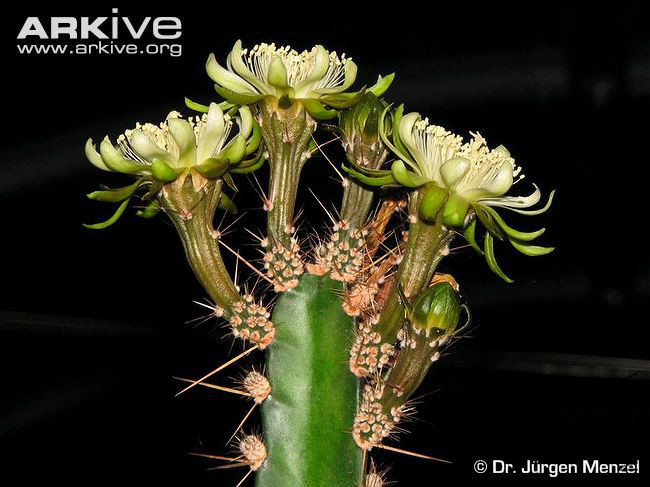 peniocereus-castellae-�ط�.jpg