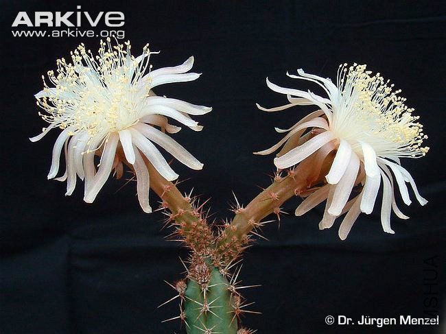 peniocereus-cuixmalensis-flowers.jpg