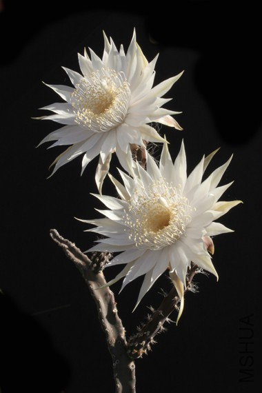 Peniocereus-greggii-2.jpg