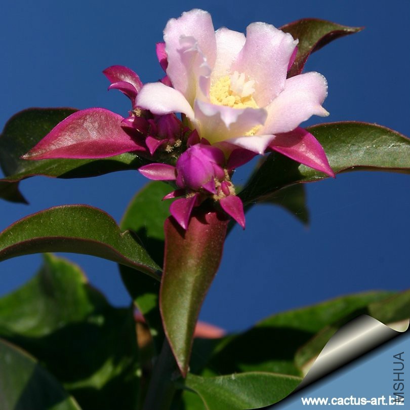 Peresckia_grandiflora_violacea_bloom_810.jpg