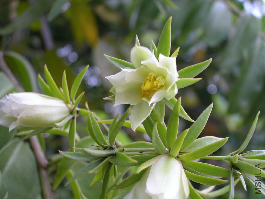Pereskia_aculeata1.jpg