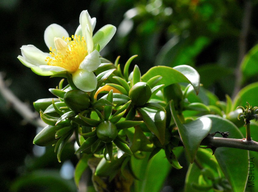 Pereskia_aculeata4_cropped.jpg