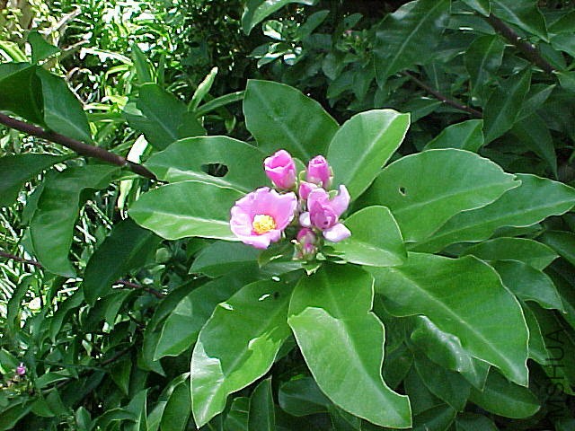 Pereskia_grandiflora.jpg