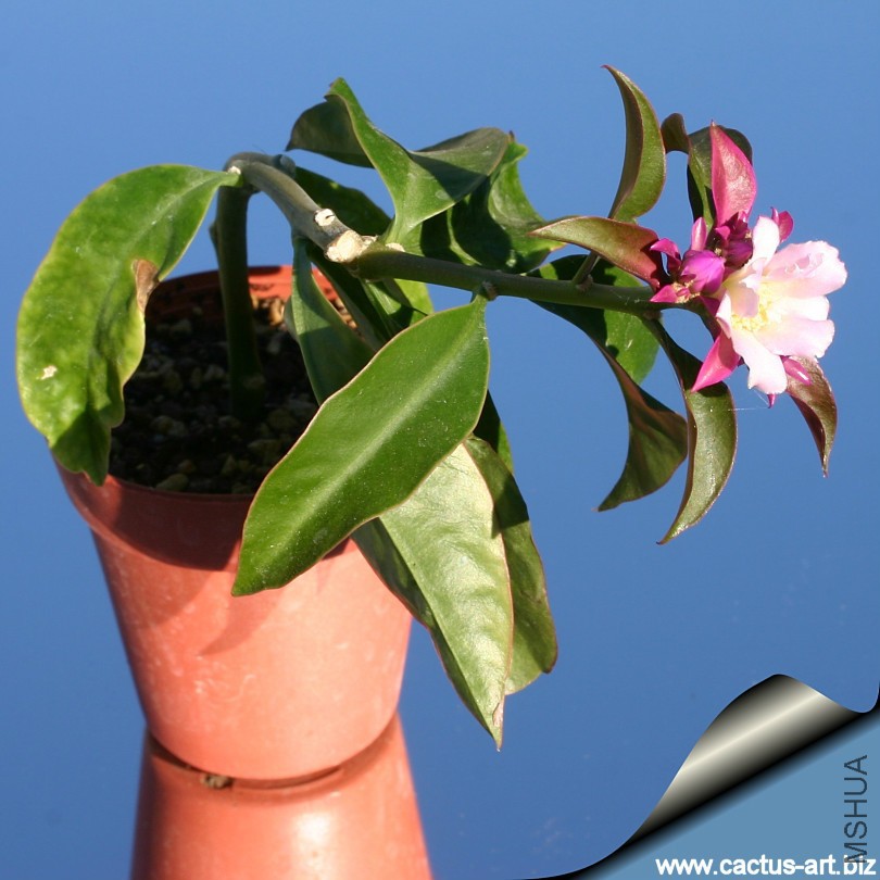 Pereskia_grandiflora_violacea_810.jpg