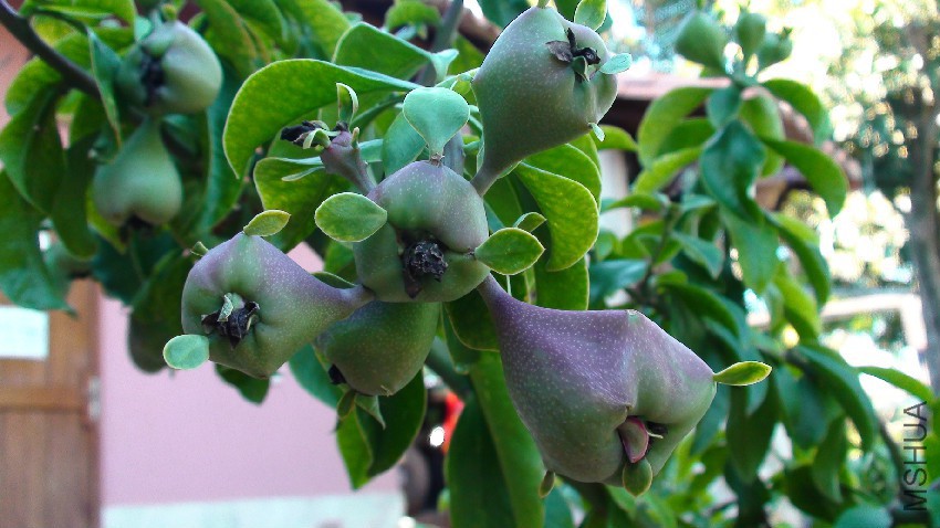 Pereskia_Grandifolia_Fr��chte.jpg