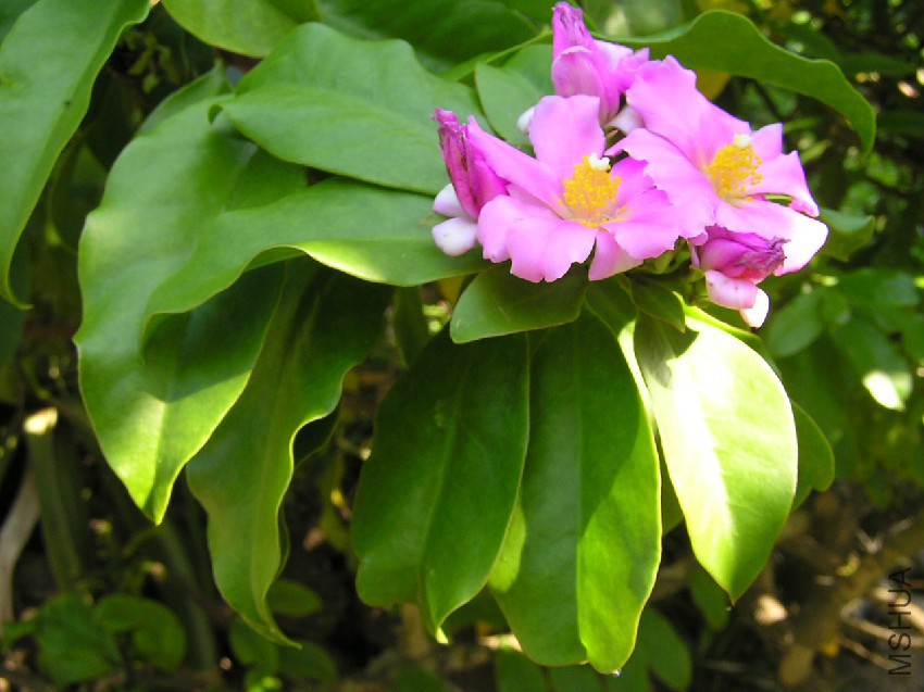 Pereskia_grandifolia4.jpg