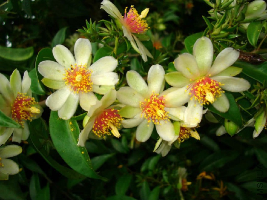 Pereskia-aculeata.jpg