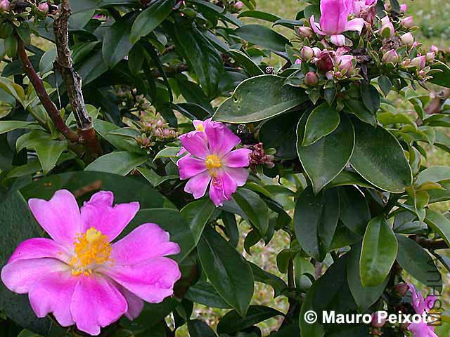 pereskia-grandiflora.jpg
