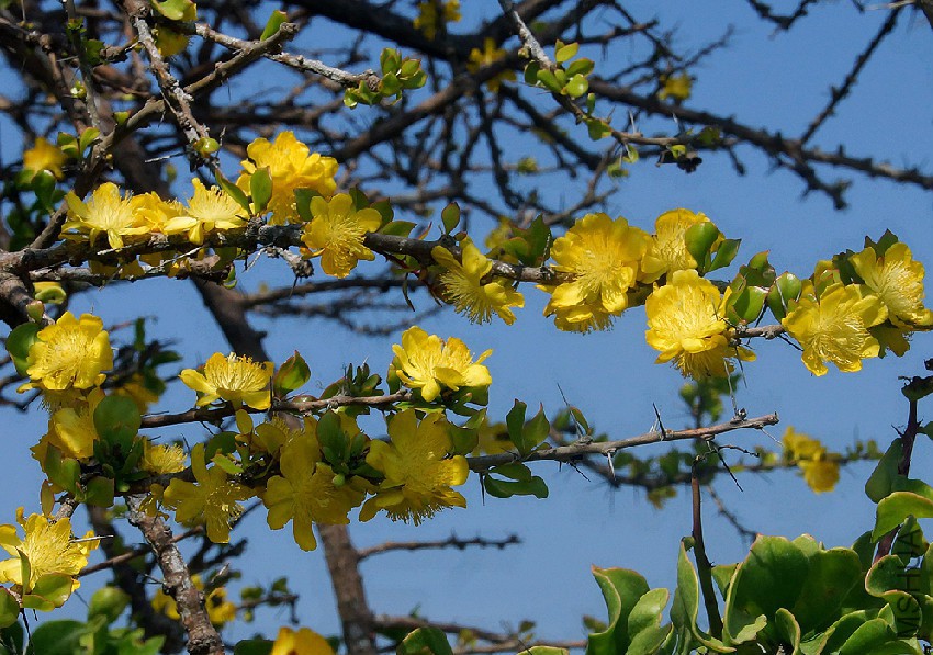 pereskia-guamacho-flowers.jpg