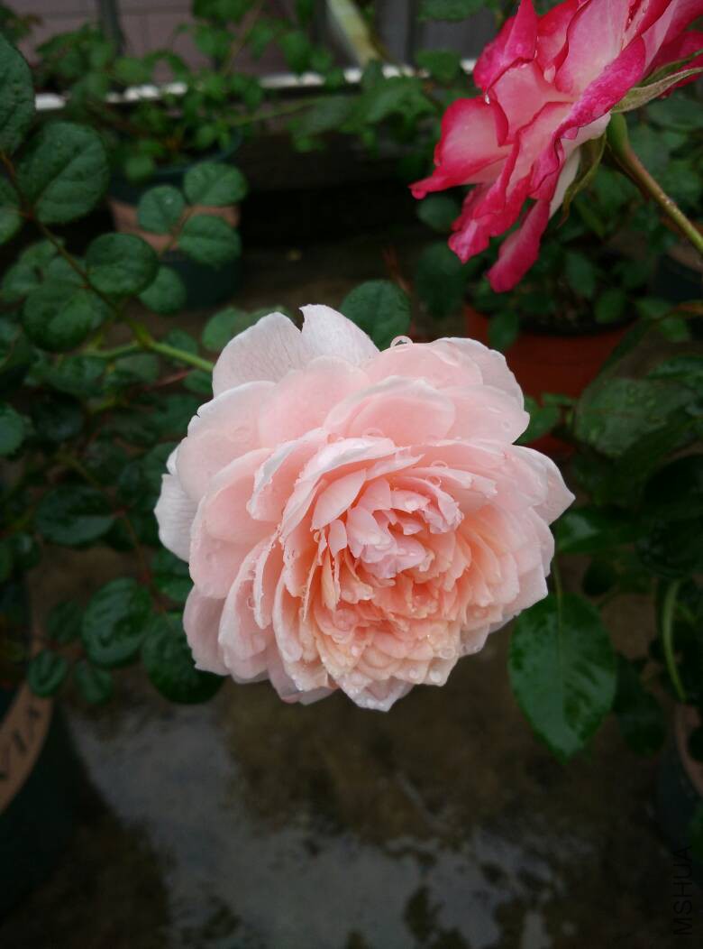 123328wts8tpcscmqzaipk.jpg