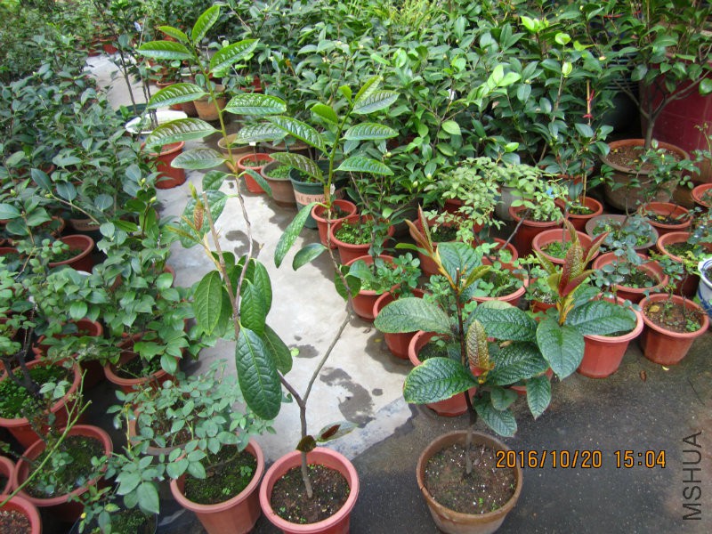 IMG_7978.JPG