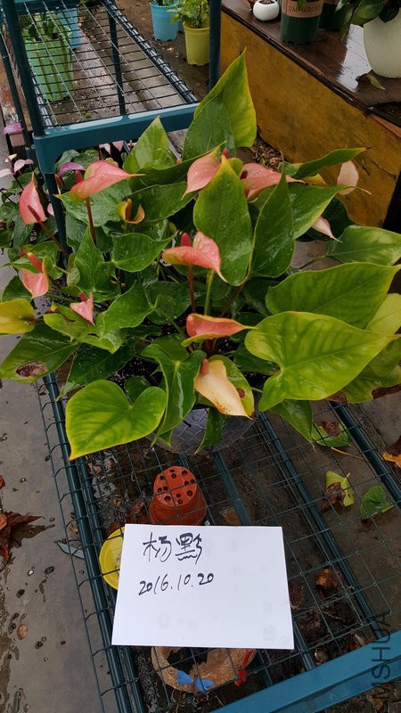 20161020_172001.jpg
