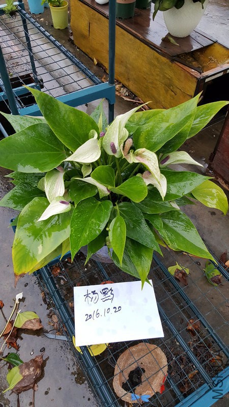 20161020_172444.jpg