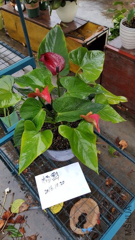20161020_172856.jpg