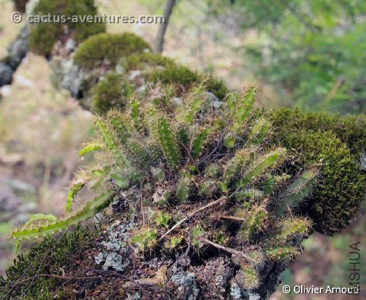 Pfeiffera ianthothele Ca**arca, Argentina Olivier Arnoud.jpg