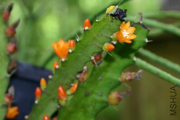 Pfeiffera monacanthum.jpg