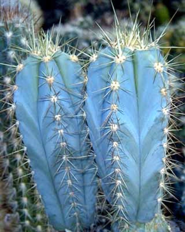 10_Pilosocereus_azureus.jpg