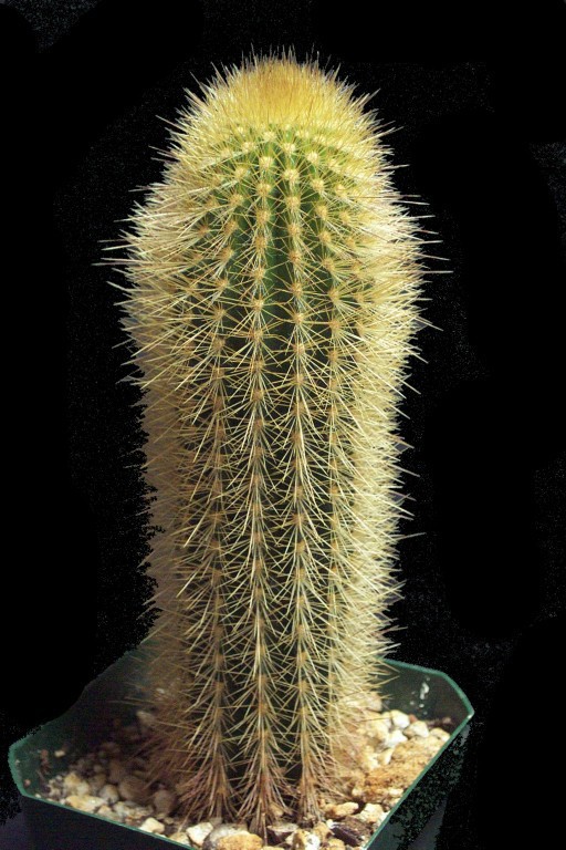 Pilosocereus chrysacanthus01.jpg