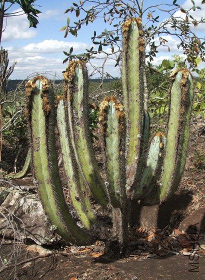 Pilosocereus fulvilanatus subsp_ vanheekianus.jpg