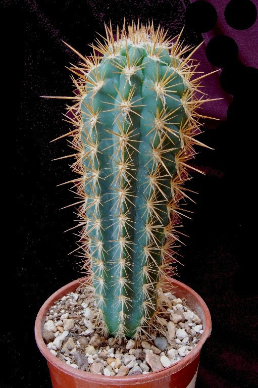 Pilosocereus gounellei01.jpg