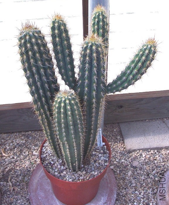 Pilosocereus gounellei02.jpg