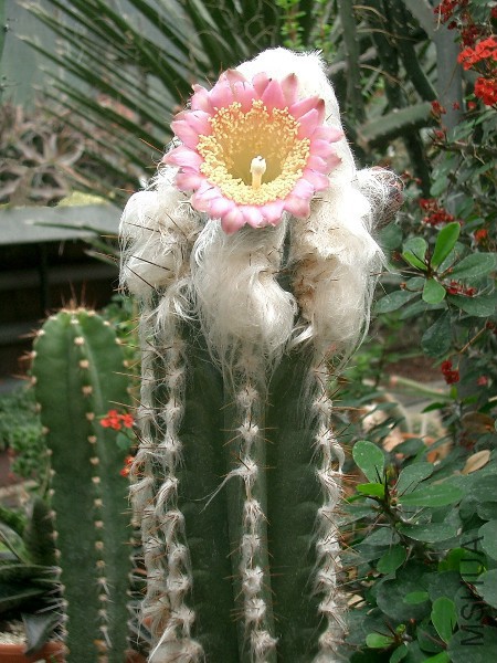 Pilosocereus Leucocephalus (Corallejo, **).jpg