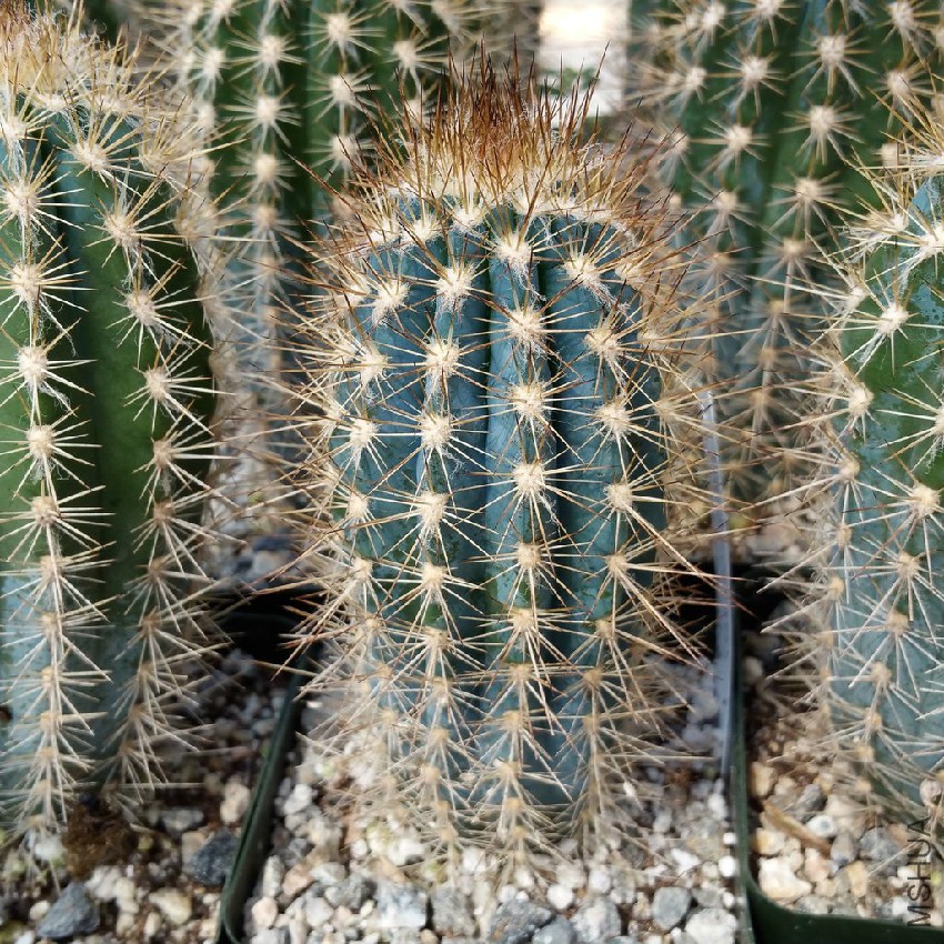 PILOSOCEREUS_CALCI_SAXICOLOUS_1024x1024.jpg