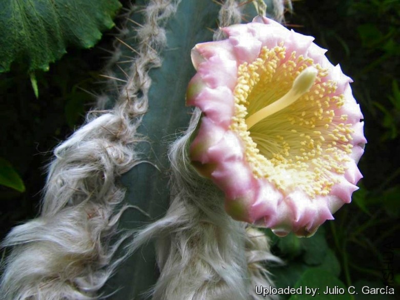 Pilosocereus_leucocephalus_20118_l.jpg