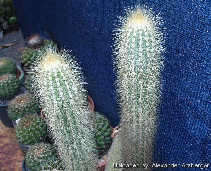 Pilosocereus_tillianus_27373_l.jpg