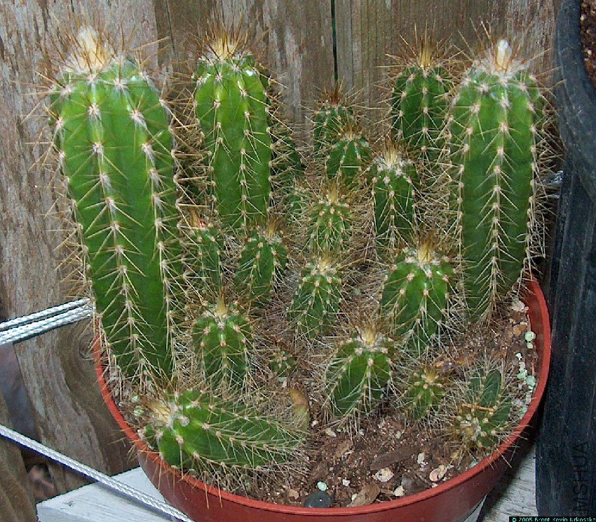 Pilosocereus-aurilanatus-seedlings.jpg