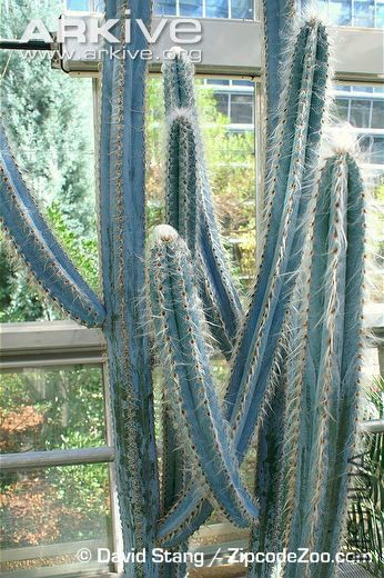 Pilosocereus-fulvilanatus-pot-plant.jpg