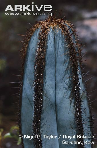 Pilosocereus-fulvilanatus-subsp-fulvilanatus-column-.jpg
