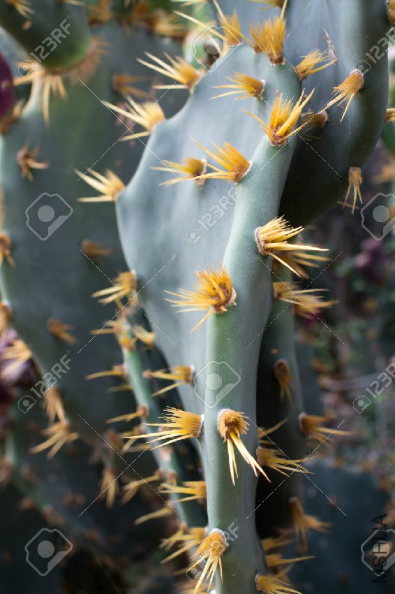 24020548-Thorns-on-platyopuntia-cactus-closeup--Stock-Photo.jpg