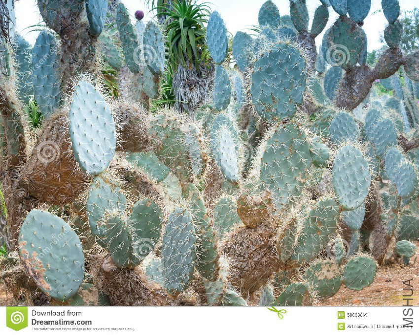 platyopuntia-cactus-group-50003869.jpg