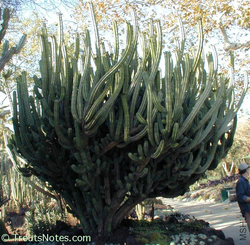 Polaskia-chende-plant.jpg
