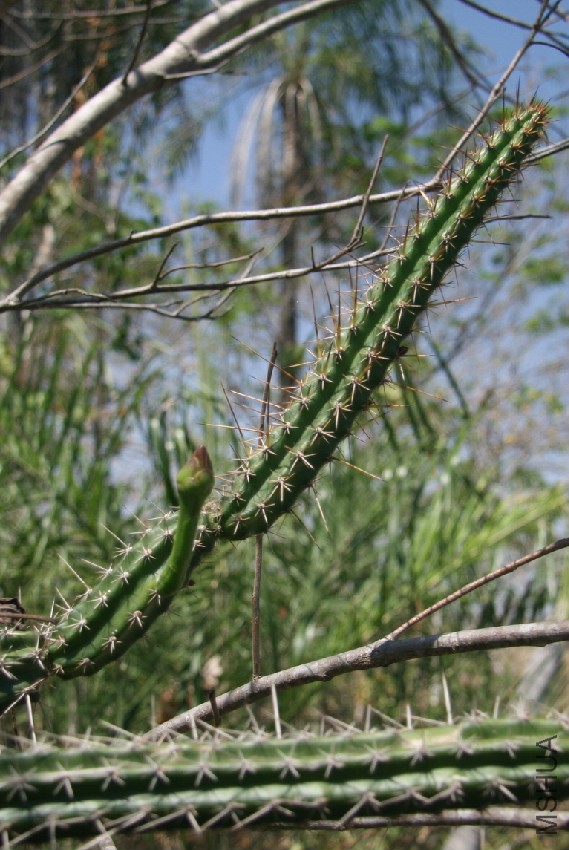 Praecereus_saxicola_(Morong)_N_P_Taylor.jpg