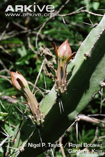 Pseudoacanthocereus-brasiliensis-in-bud.jpg