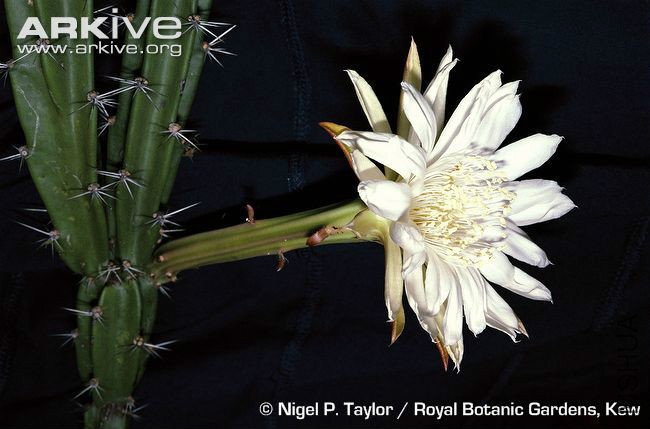 Pseudoacanthocereus-brasiliensis-in-flower-.jpg