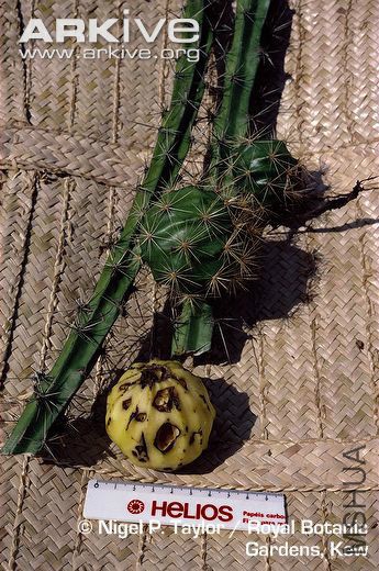 Pseudoacanthocereus-brasiliensis-in-fruit.jpg